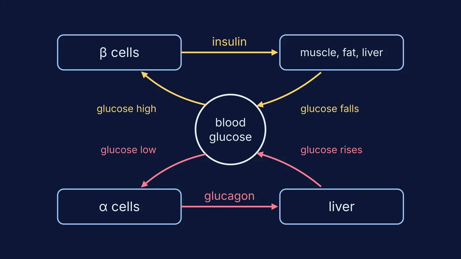 Feedback loop diagram: insulin lowers blood glucose, glucagon raises it