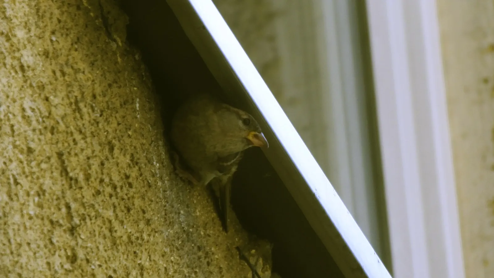 Female house sparrow peering out from a nest gap under a window ledge