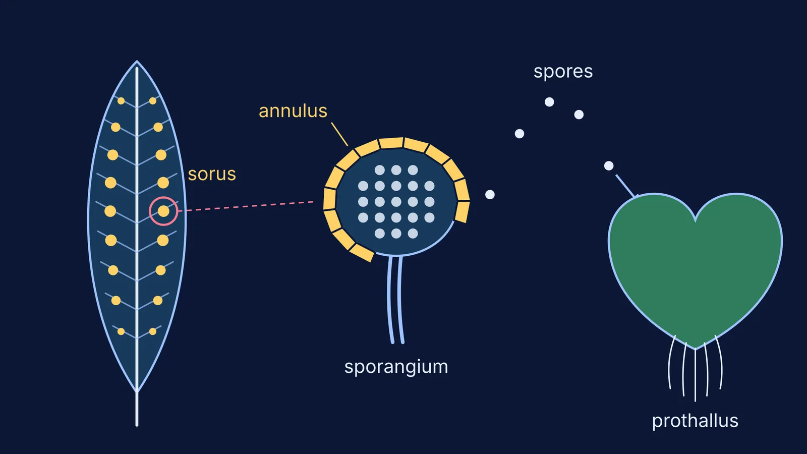 Fern leaflet with sori, a sporangium throwing spores, and a heart-shaped prothallus