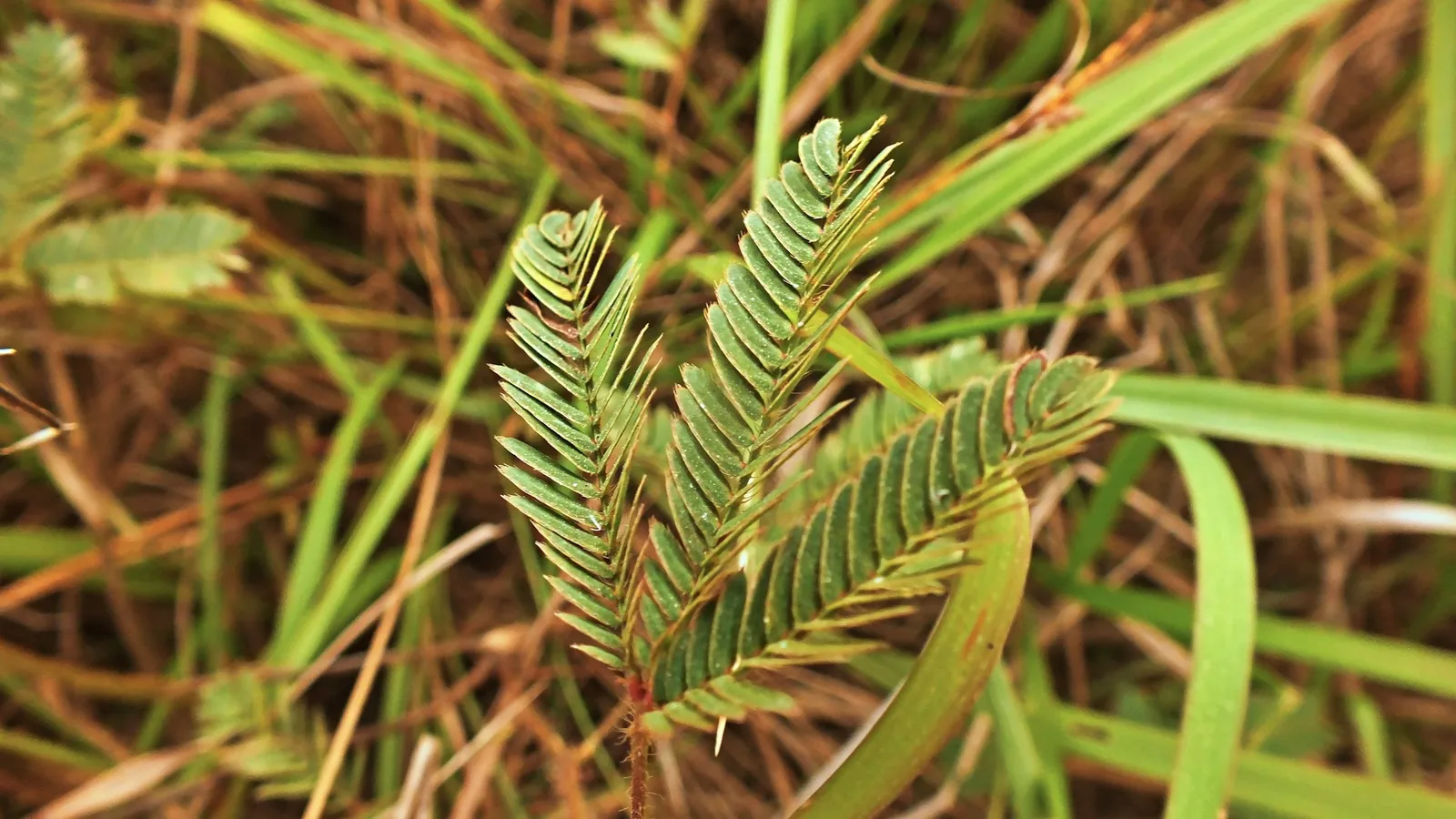 Fern-like leaves of a touch-sensitive plant