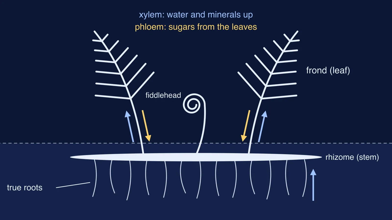 Fern sporophyte diagram with roots, rhizome, fronds, xylem and phloem arrows
