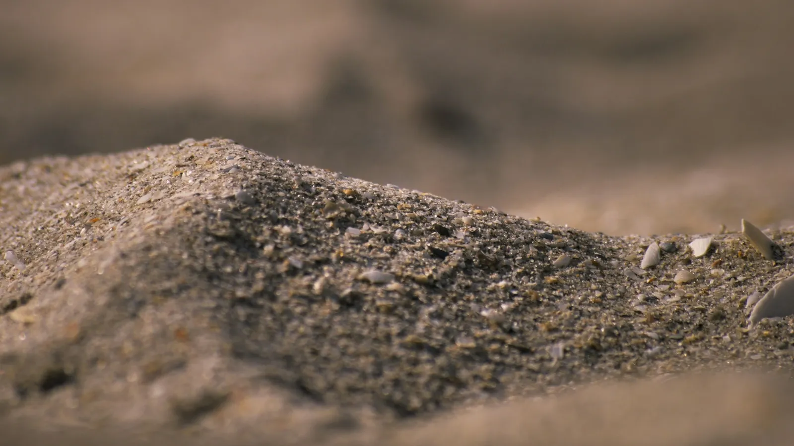 Fine grains of sand piled into a small ridge
