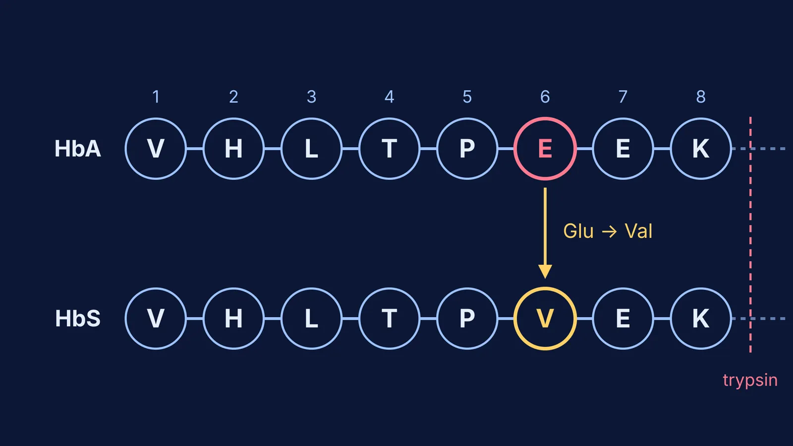 First eight amino acids of normal and sickle beta-globin, glutamic acid swapped for valine