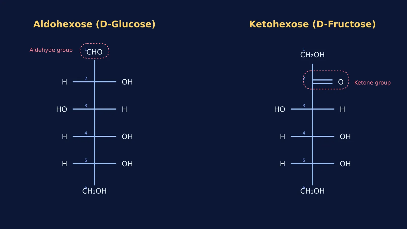 Fischer projections of D-glucose and D-fructose molecules