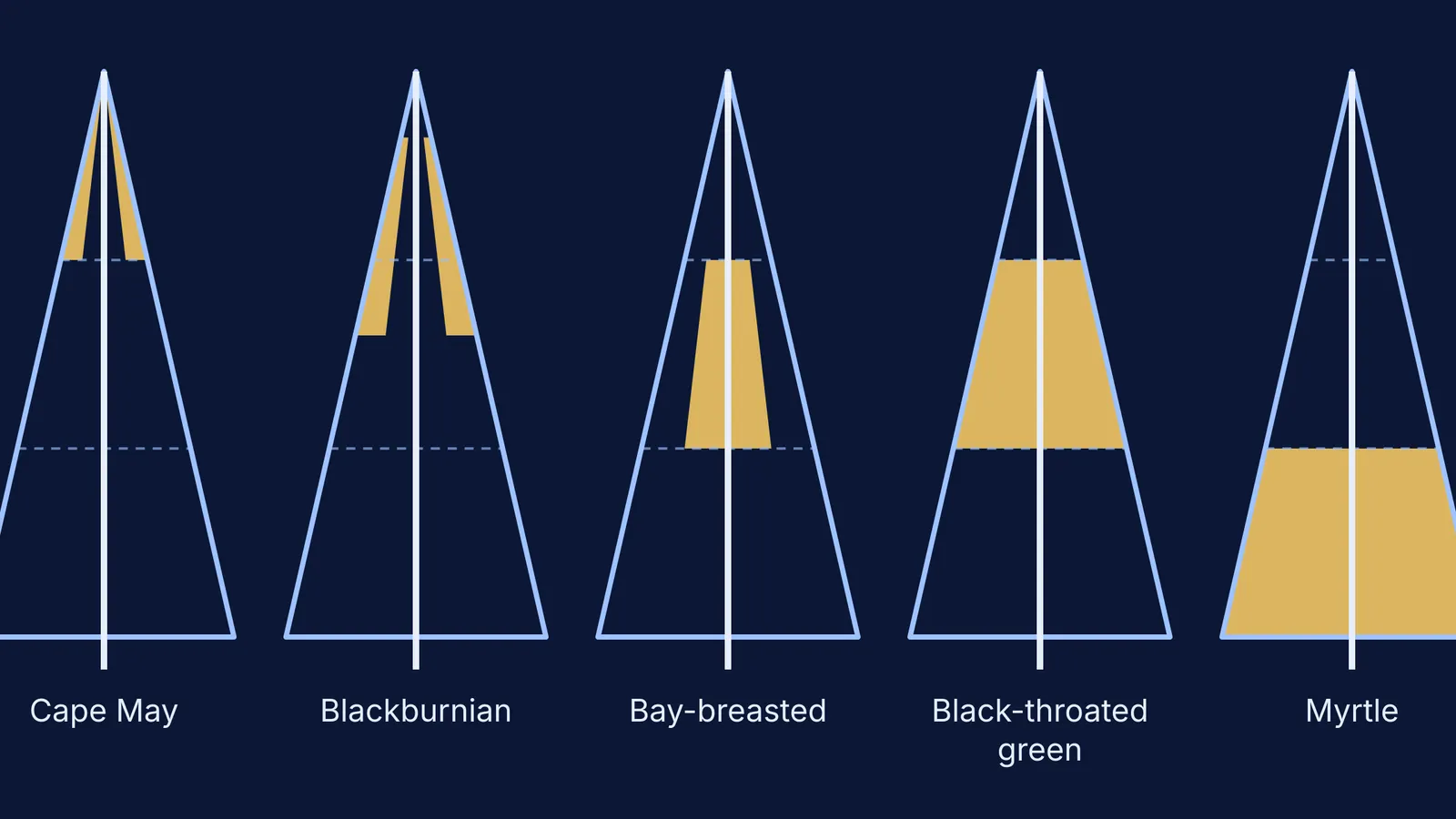 Five conifer outlines, each shading where one warbler species mainly fed