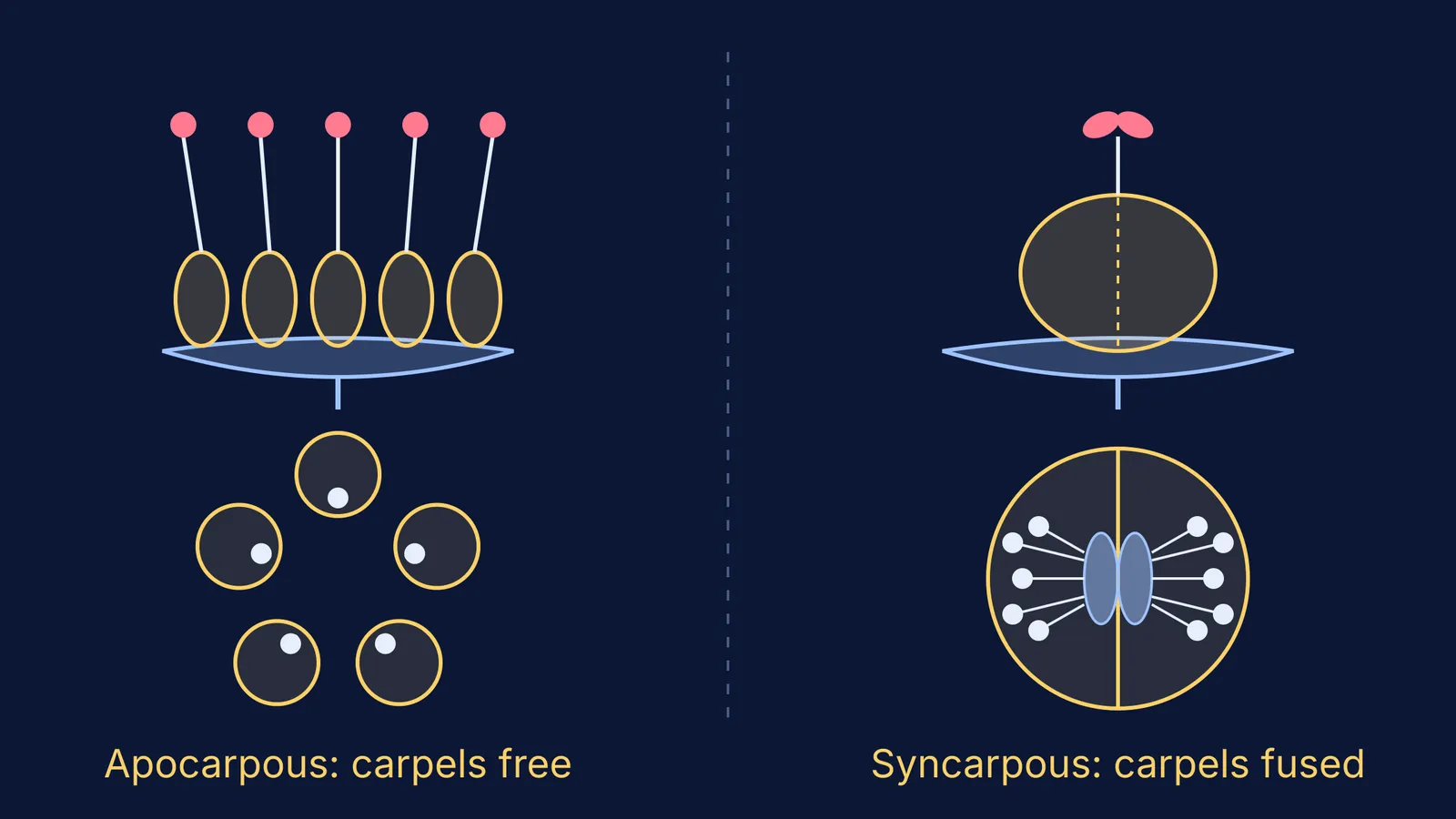 Five free carpels beside one fused two-carpel ovary, with cross-sections