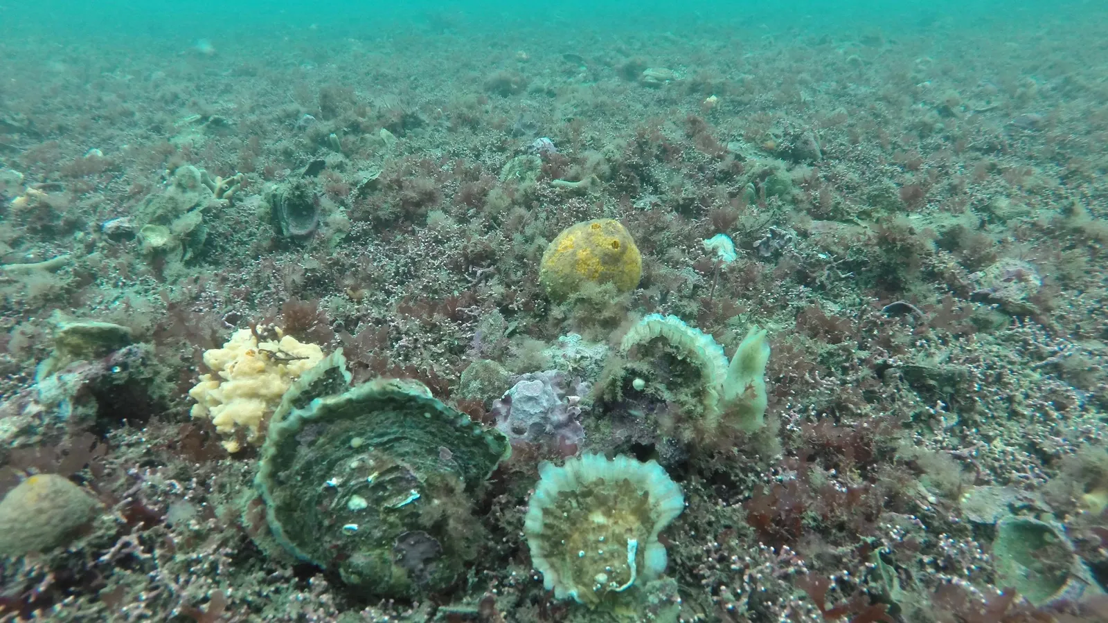 Flat oysters on a Brittany seabed among sponges and red seaweed
