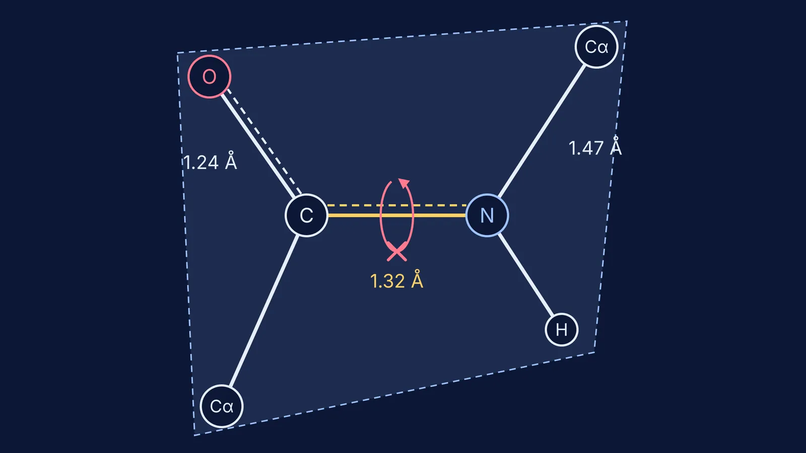 Flat trans peptide unit: C–N bond 1.32 Å, N–Cα bond 1.47 Å