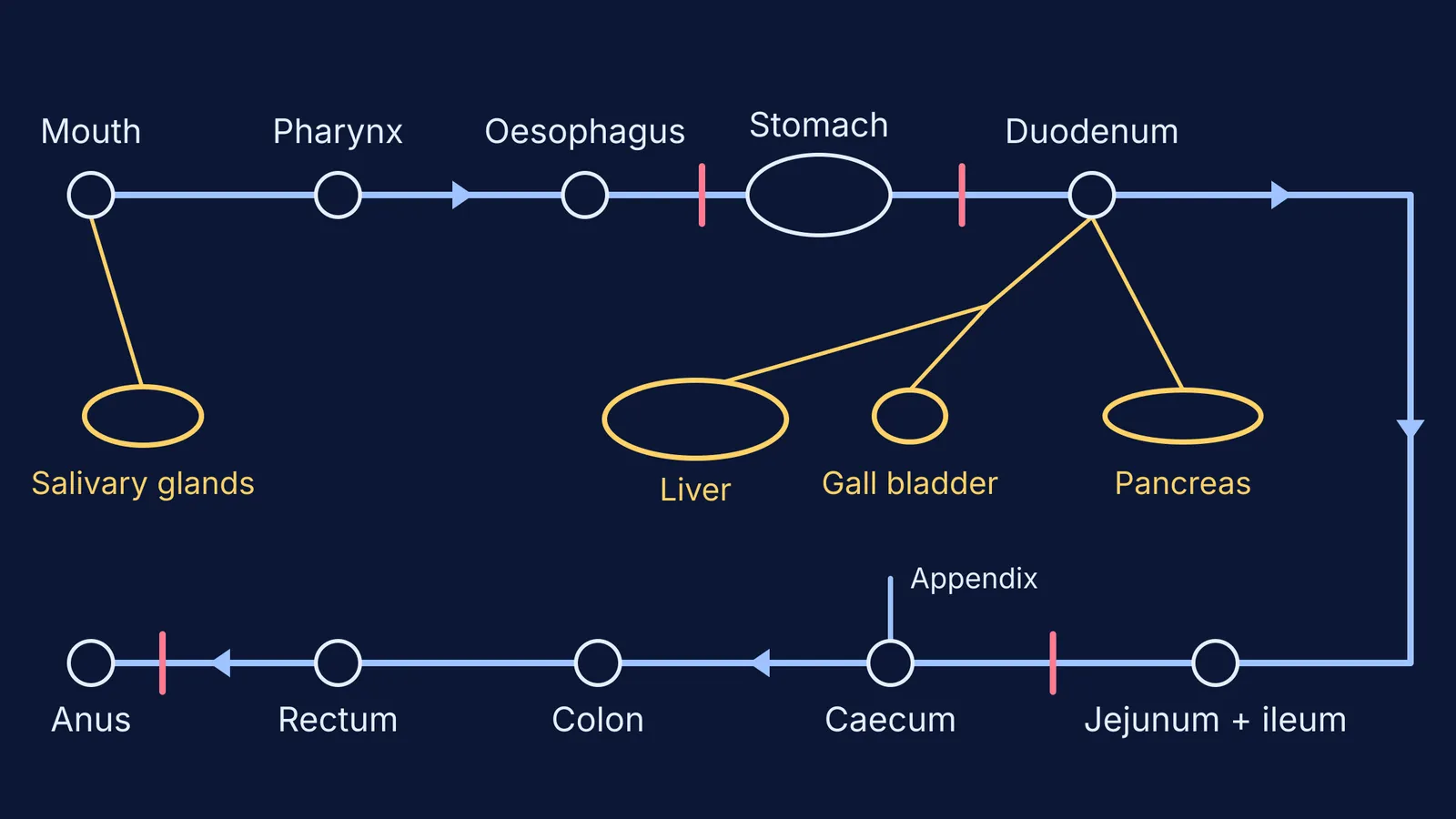 Flow map of the alimentary canal from mouth to anus with digestive glands
