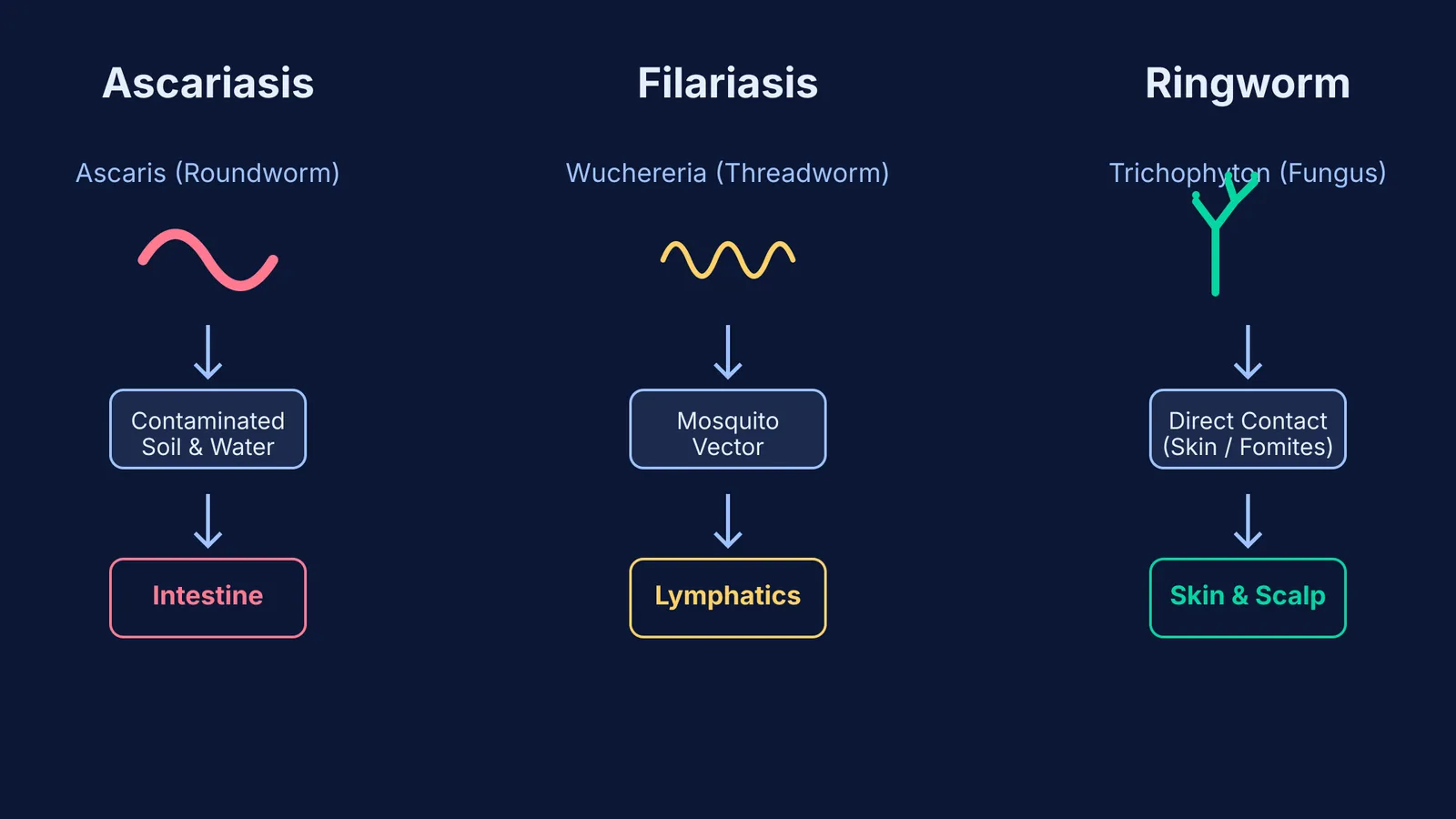 Flowchart comparing Ascariasis, Filariasis, and Ringworm, showing their pathogens, transmission routes, and target organs.