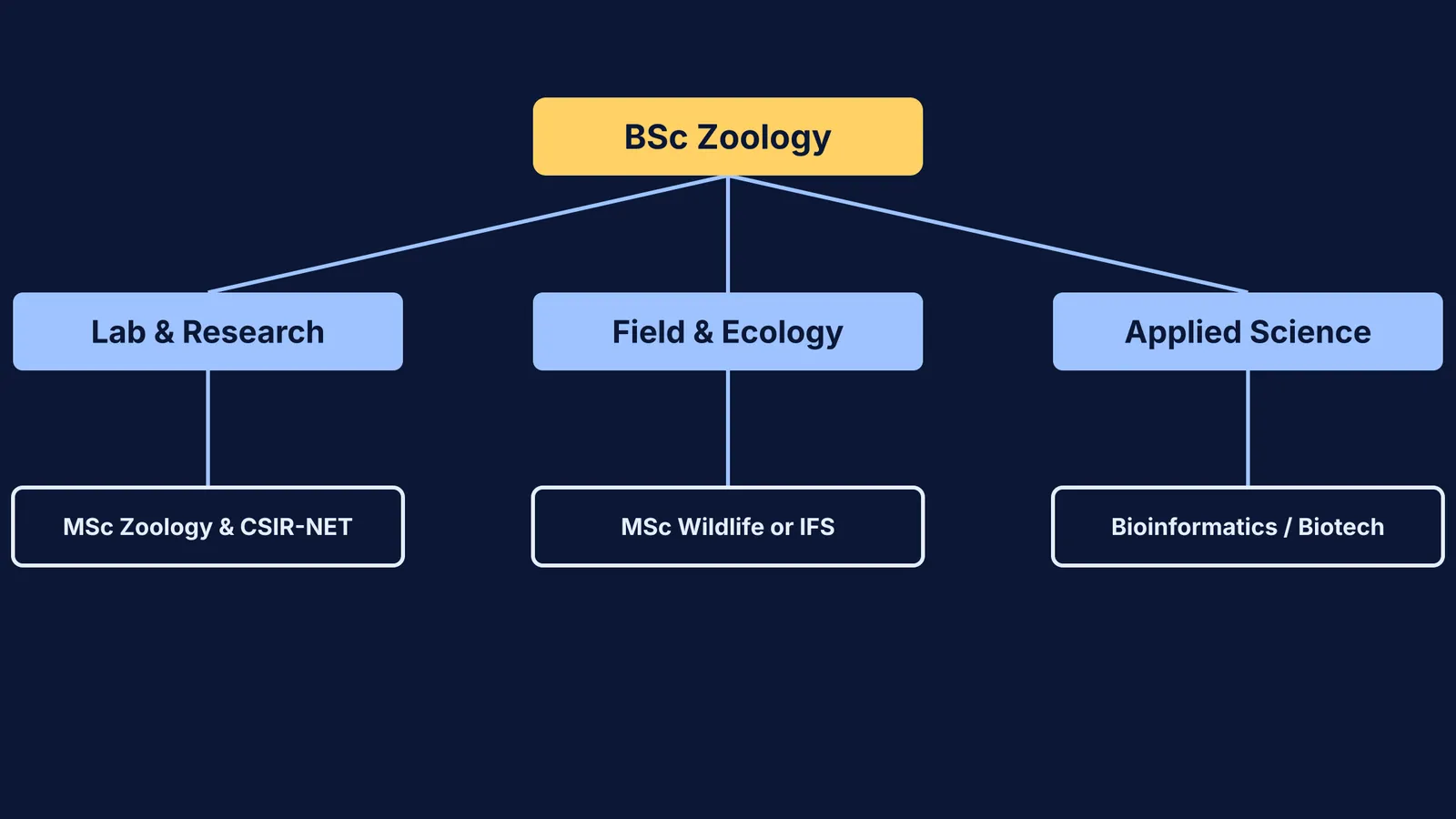 Flowchart of career options after a BSc in Zoology