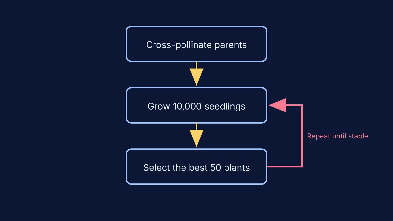 Flowchart of Luther Burbank's mass selection method for plant breeding