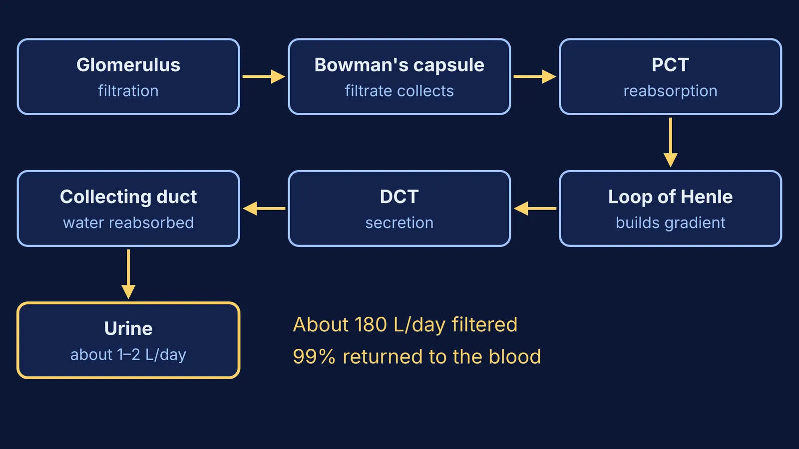 Flowchart of urine formation from glomerulus through nephron tubules to urine