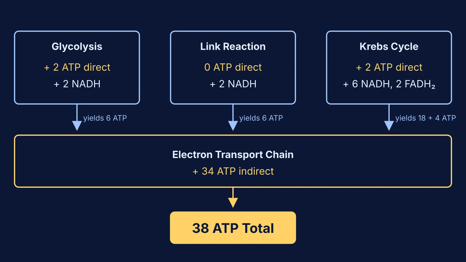 Flowchart showing 38 ATP calculation from glycolysis, link reaction and Krebs cycle