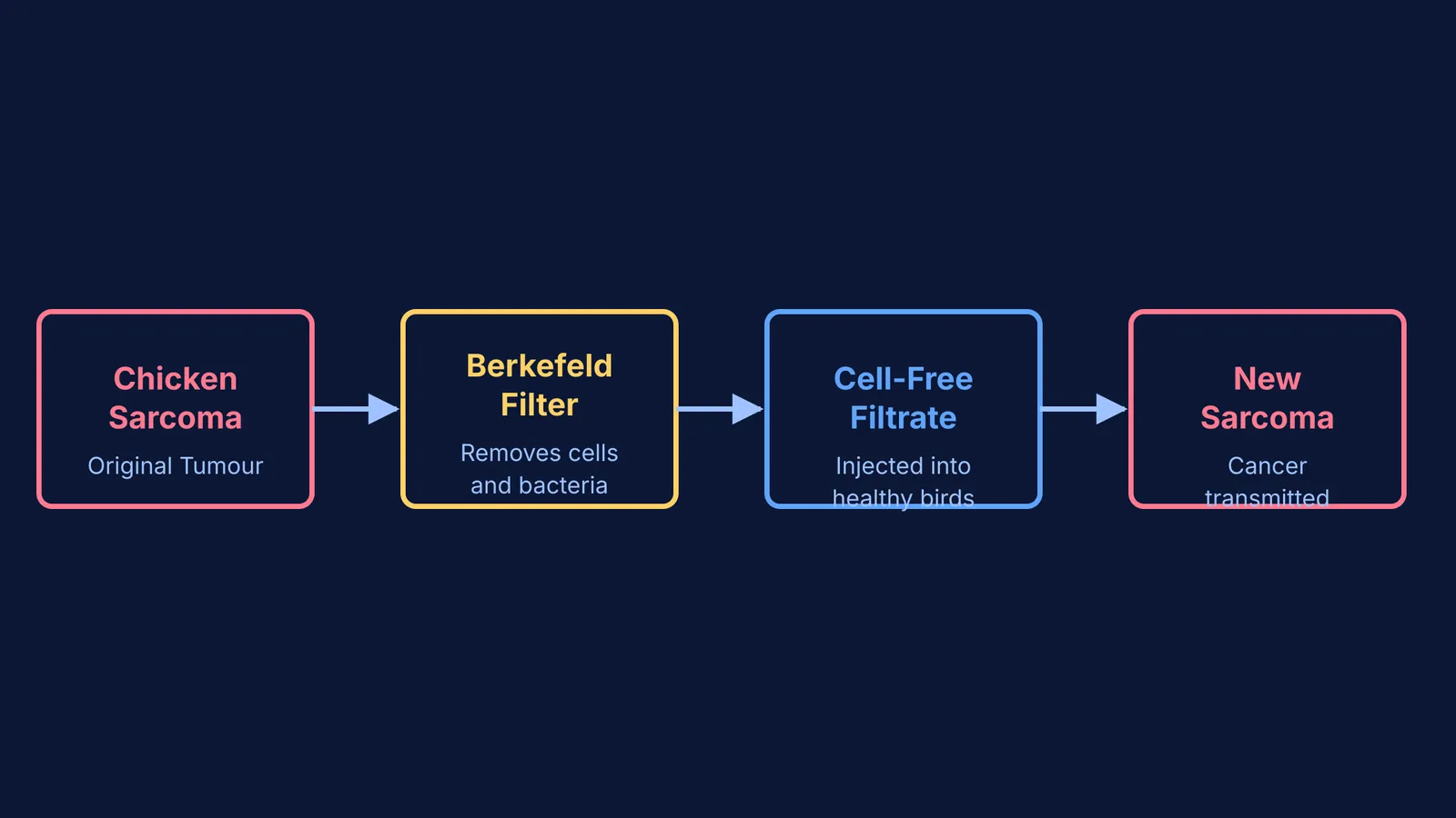 Flowchart showing a tumour filtered into a cell-free liquid and injected to transmit cancer