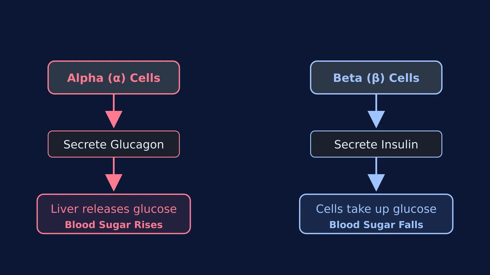 Flowchart showing alpha cells secreting glucagon and beta cells secreting insulin.