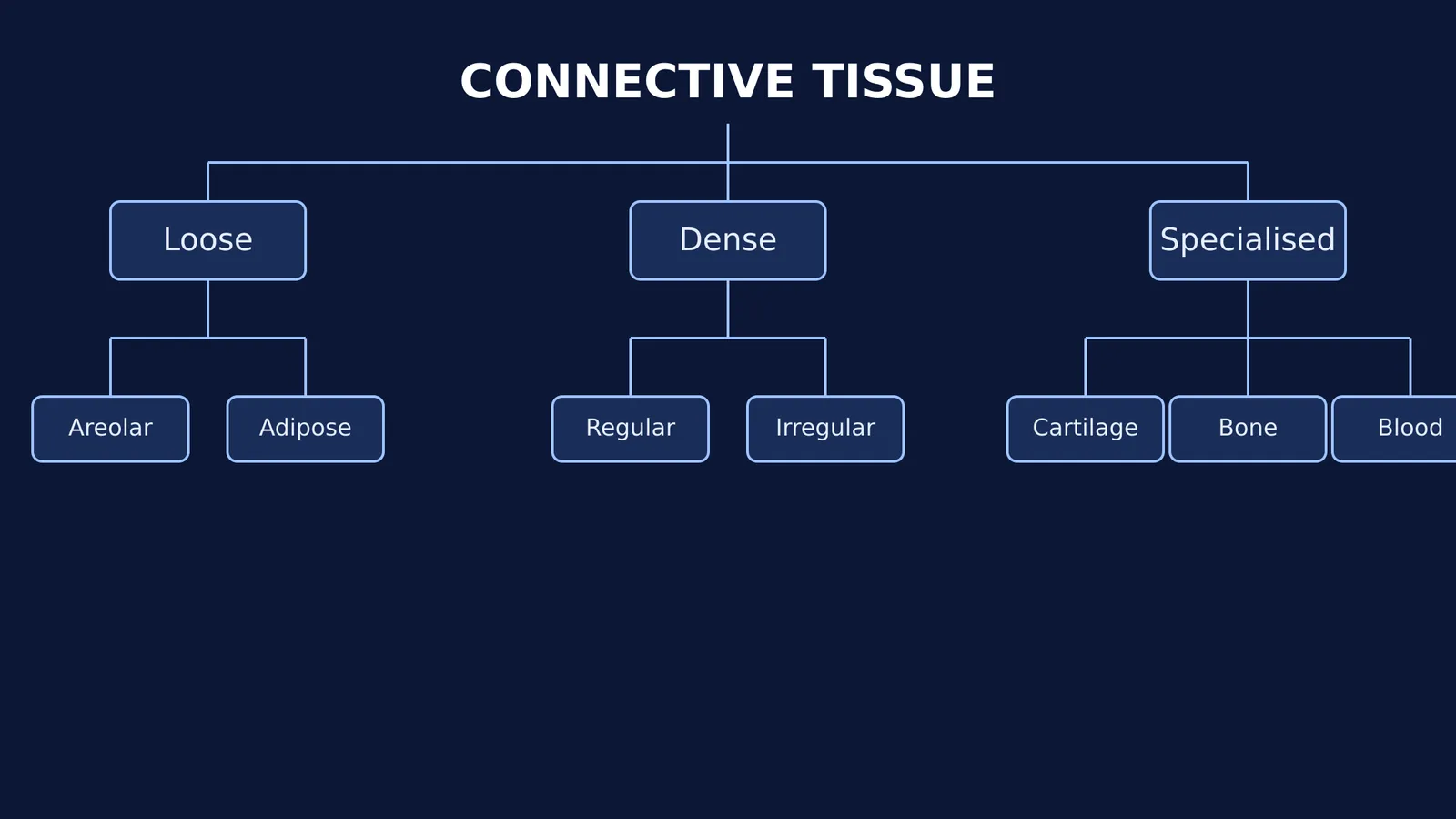 Flowchart showing connective tissue classification into loose, dense and specialised types