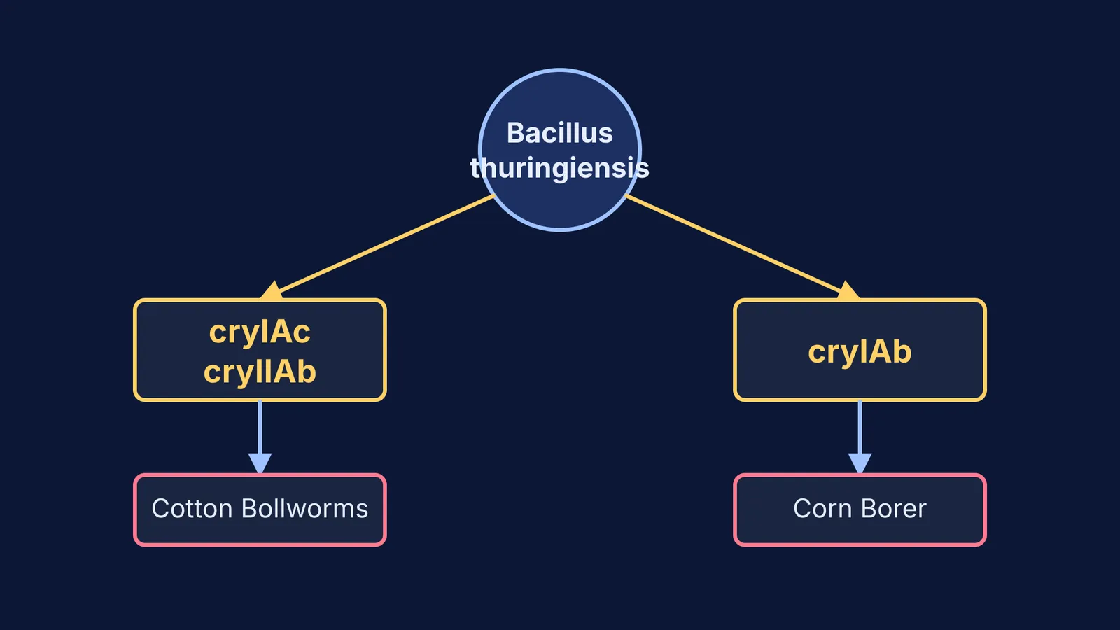 Flowchart showing cryIAc and cryIIAb targeting cotton bollworm, and cryIAb targeting corn borer.