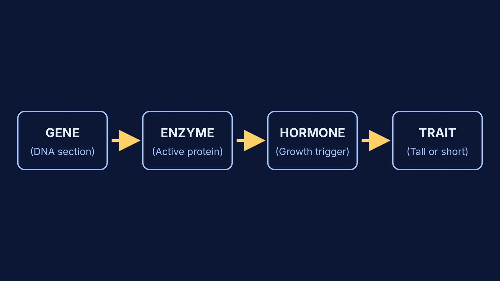 Flowchart showing Gene to Enzyme to Hormone to Trait
