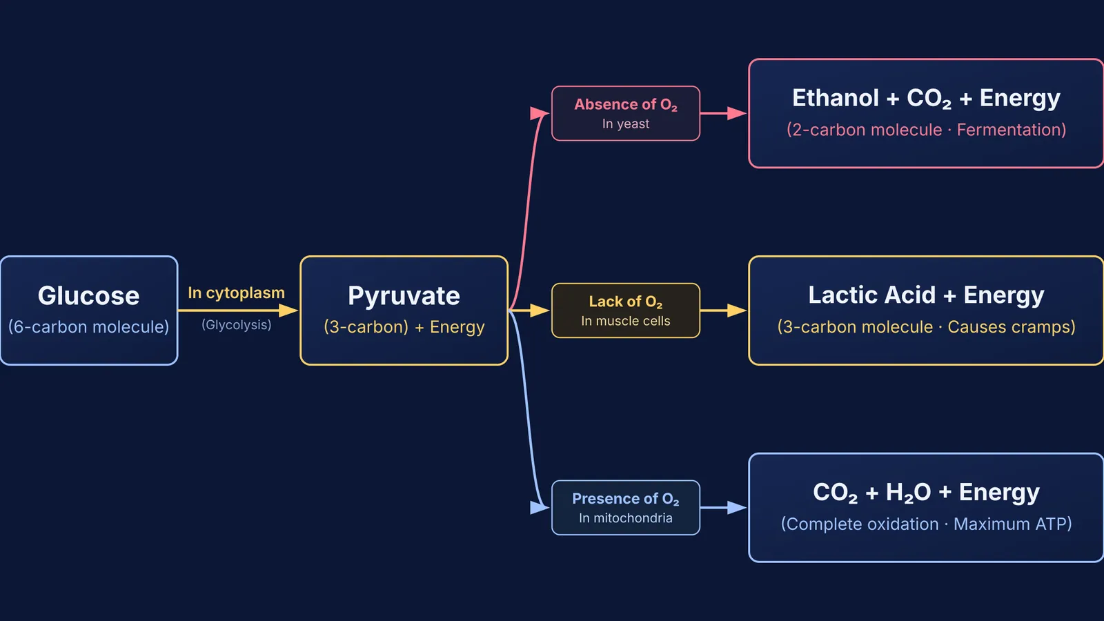 Flowchart showing glucose breakdown into pyruvate and three respiratory pathways in cells