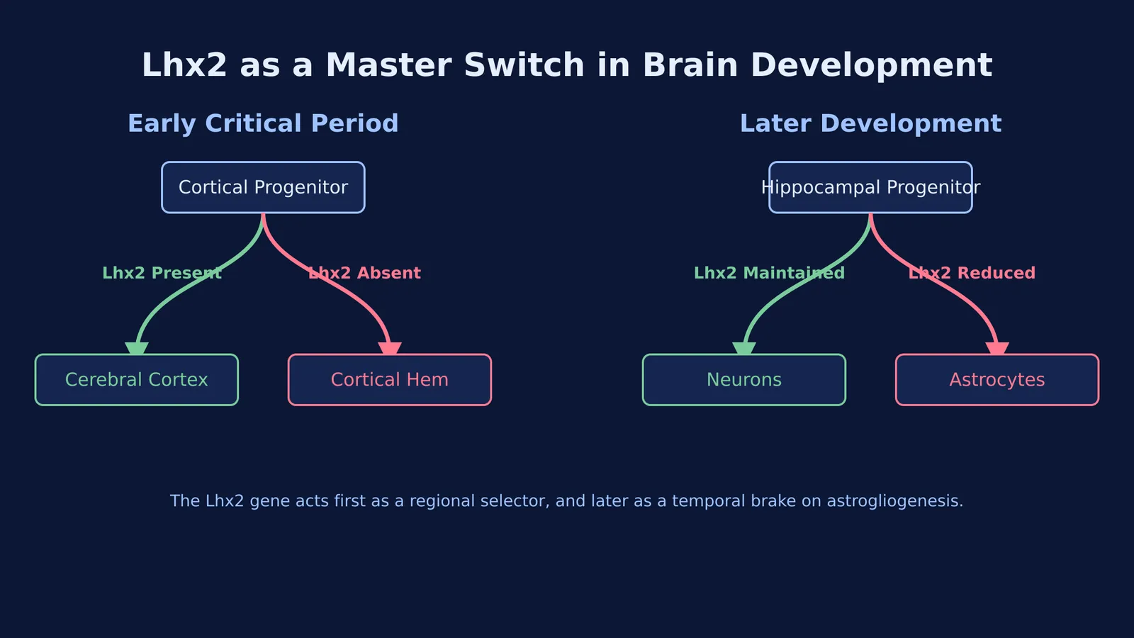Flowchart showing Lhx2 determining cerebral cortex vs cortical hem early, and neurons vs astrocytes later