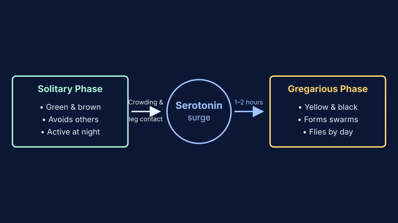 Flowchart showing locust transformation from solitary to gregarious via a serotonin surge