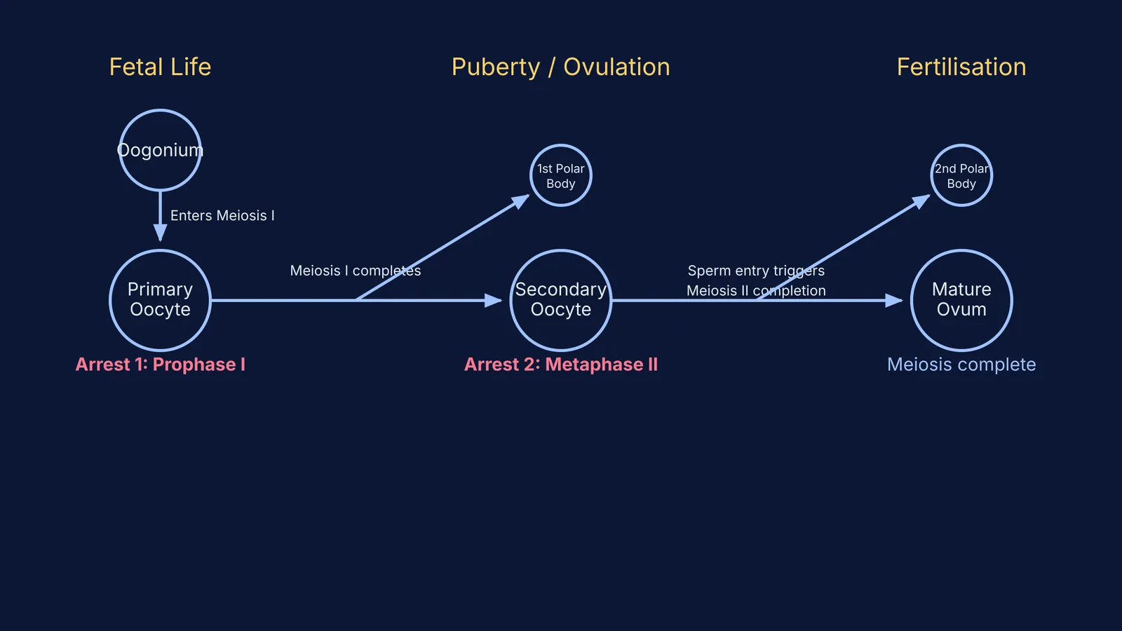 Flowchart showing oogenesis from oogonium to mature ovum with polar bodies