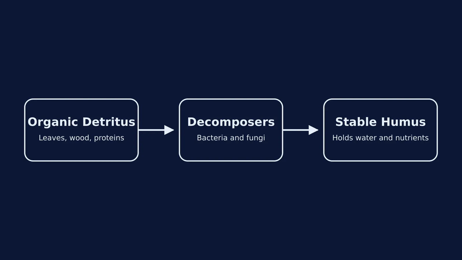 Flowchart showing organic detritus broken down by decomposers into stable humus.