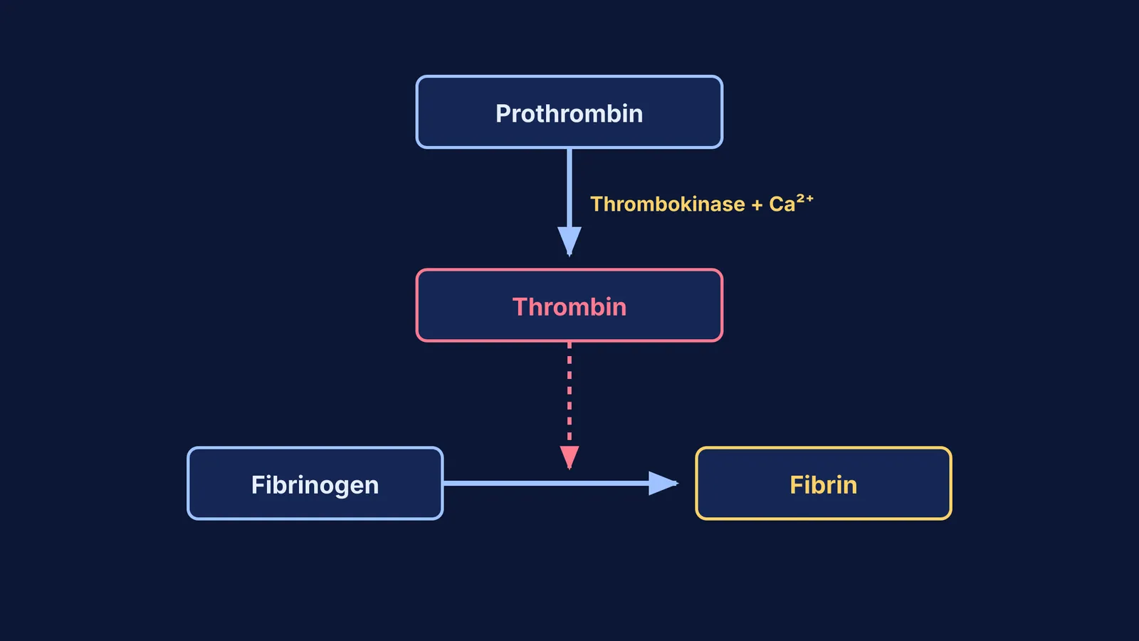 Flowchart showing the blood clotting cascade