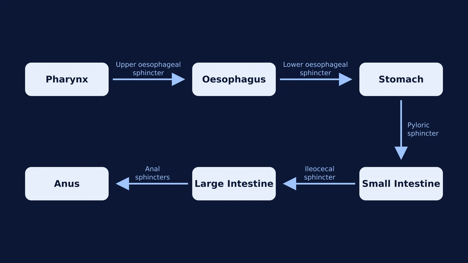 Flowchart showing the five main sphincter muscles in the digestive tract