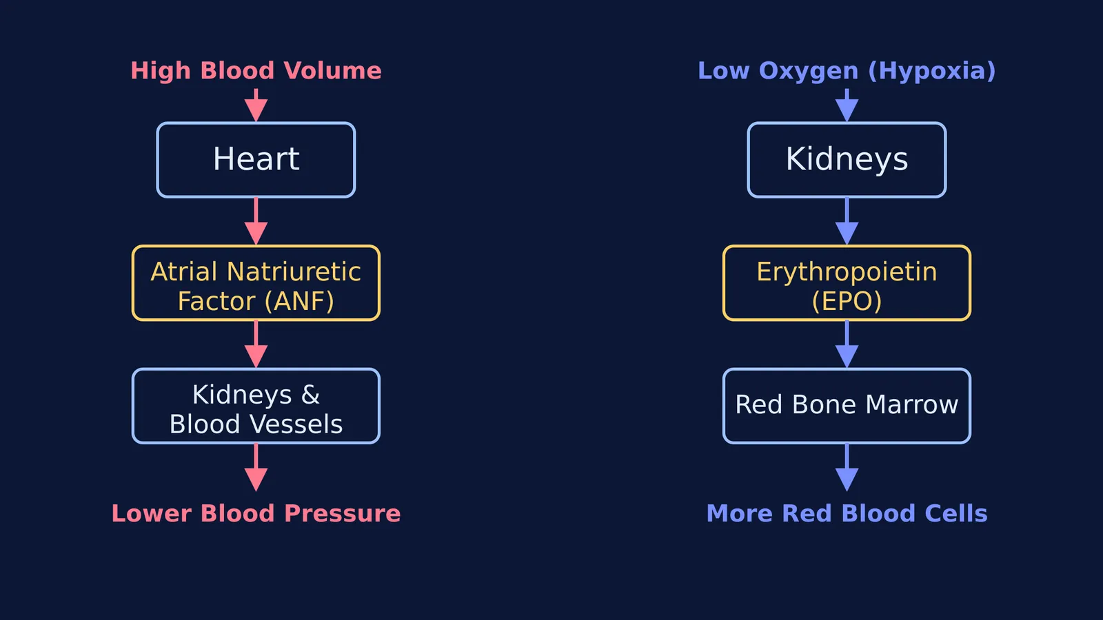 Flowcharts showing the release and targets of ANF and Erythropoietin