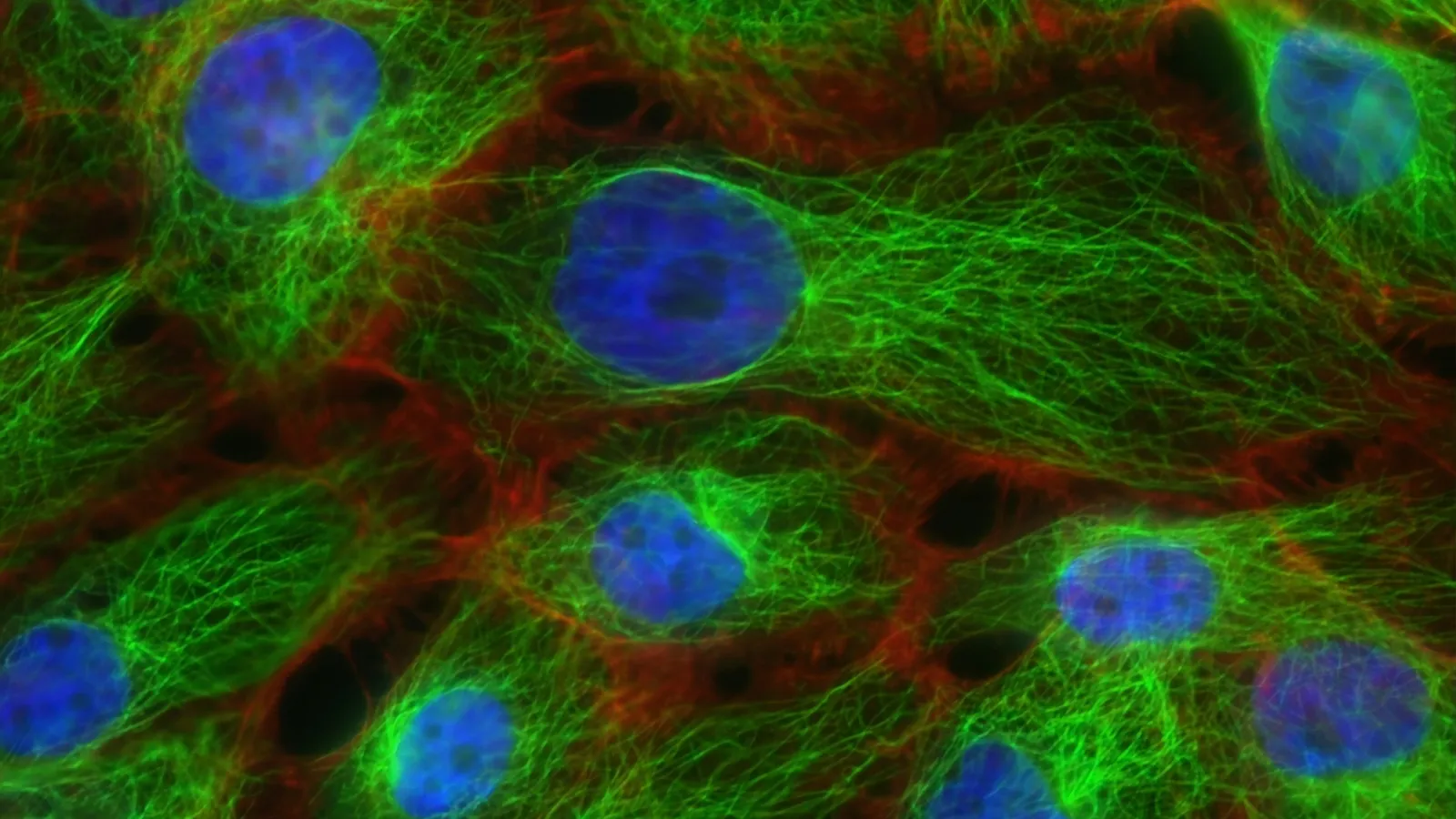 Fluorescently stained cells with blue nuclei and green fibres