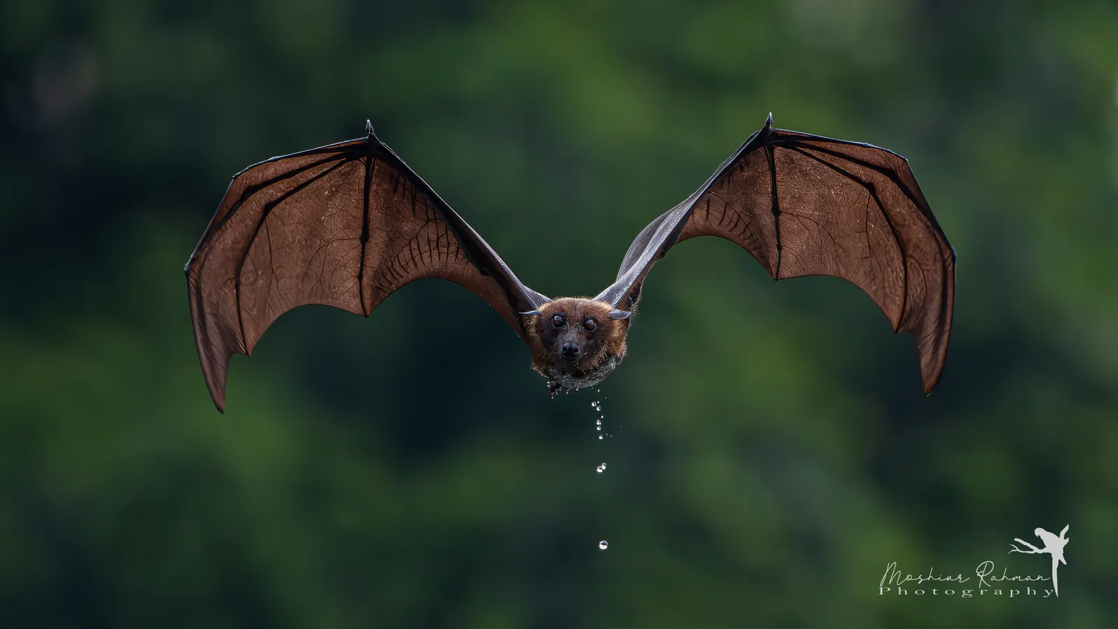 Flying fox in flight, skin wings spread over long finger bones, water dripping from its chin
