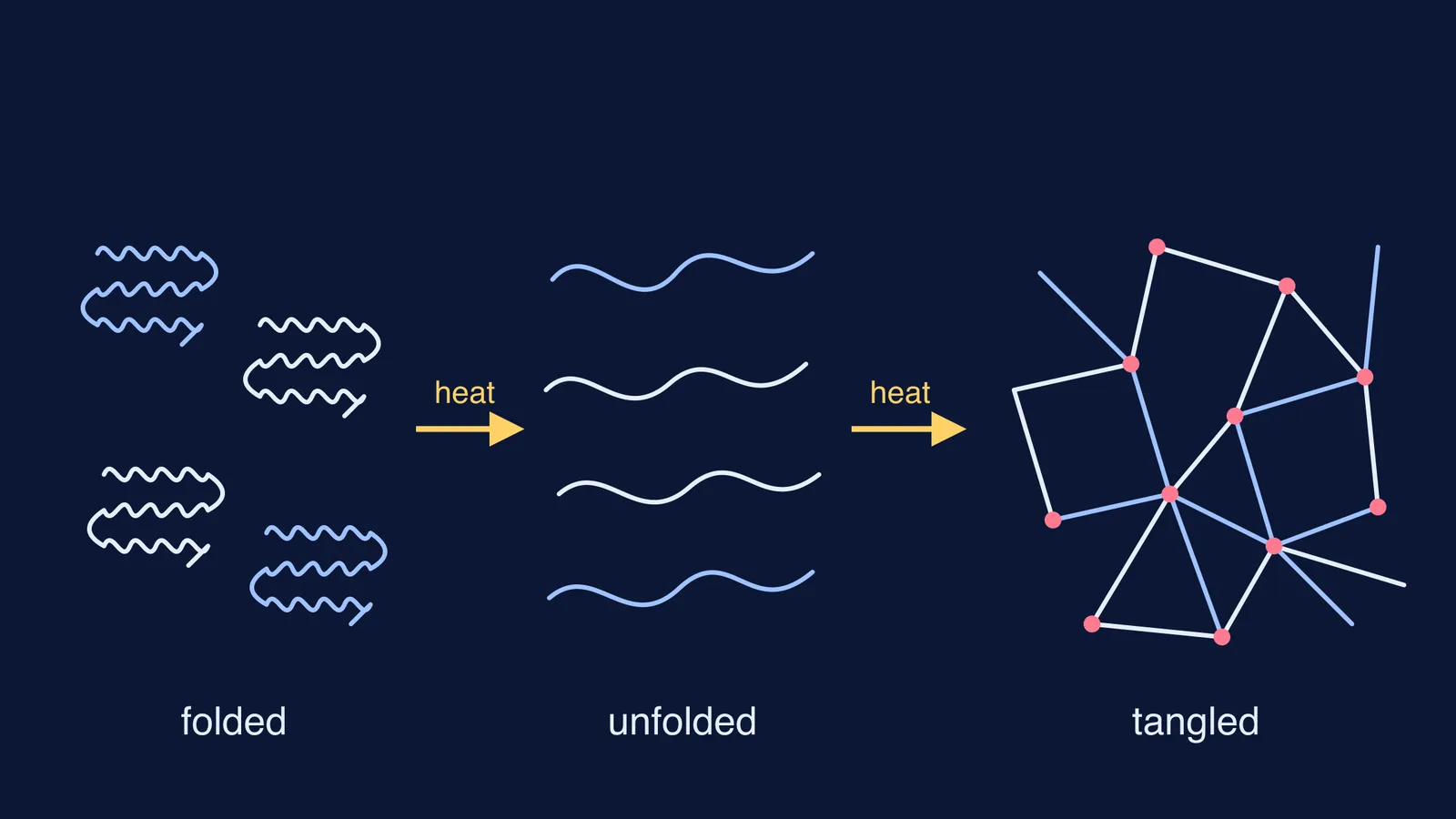 Folded globular proteins unfold with heat, then tangle into a bonded network