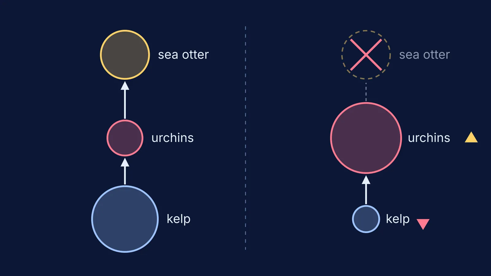 Food web diagram: removing sea otters lets urchins grow and kelp shrink