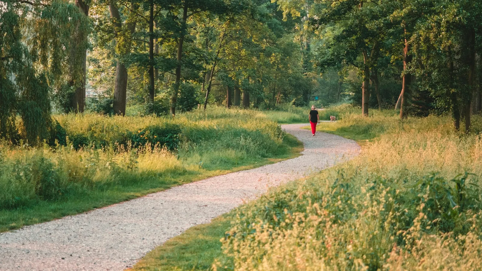 Footpath winding through a green park