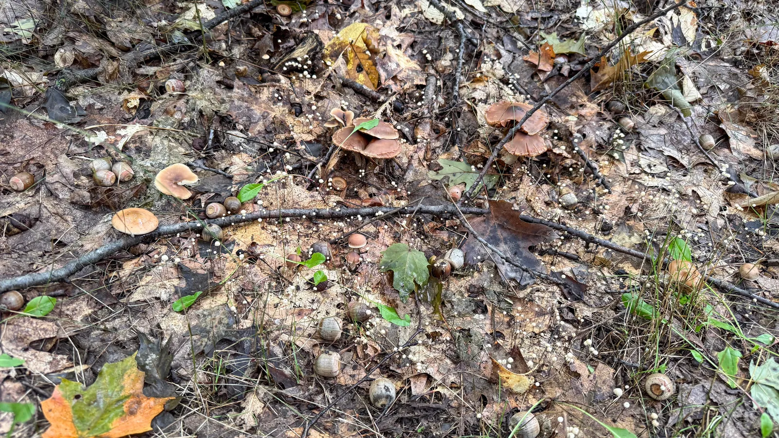 Forest floor of brown decaying leaves with small mushrooms and a fallen orange maple leaf