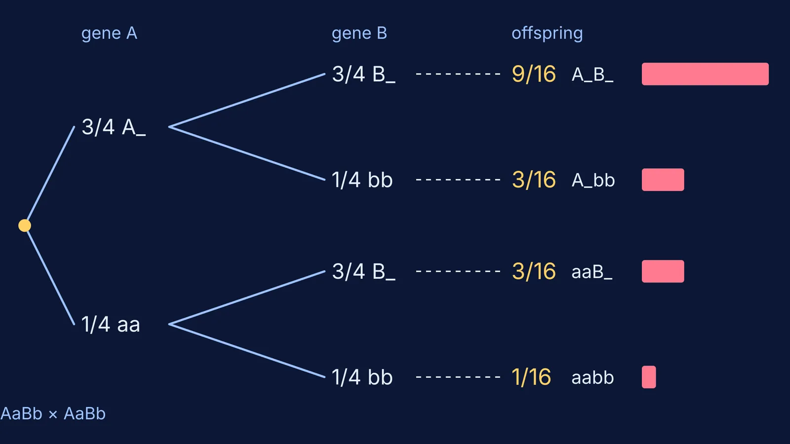 Forkline diagram branching AaBb × AaBb into 9/16, 3/16, 3/16 and 1/16 offspring