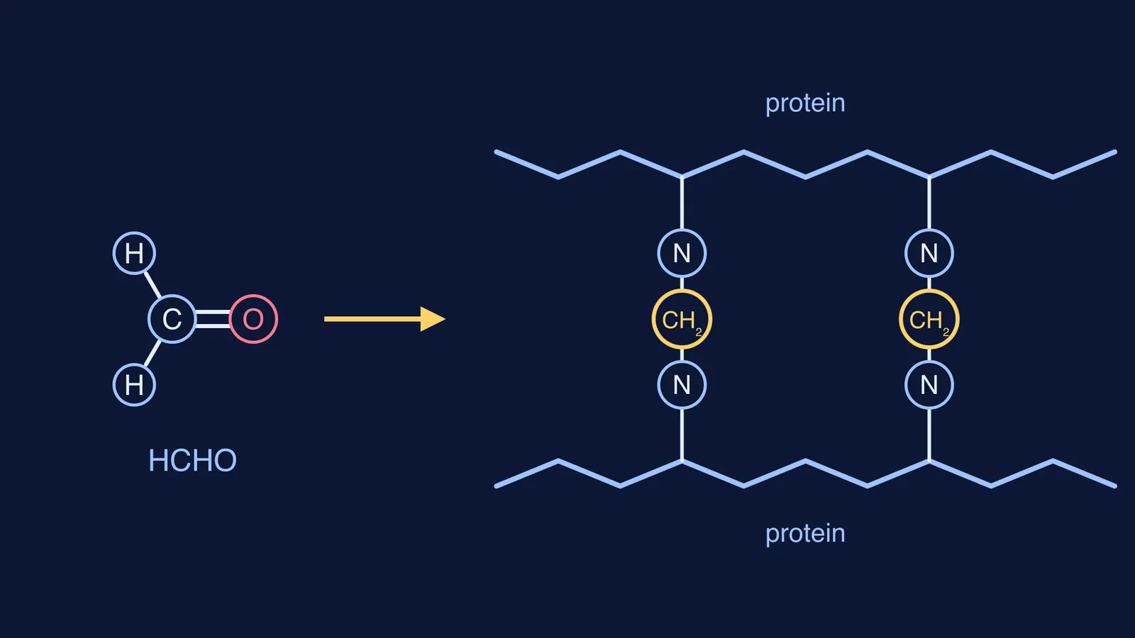 Formaldehyde molecule and two protein chains joined by methylene bridges