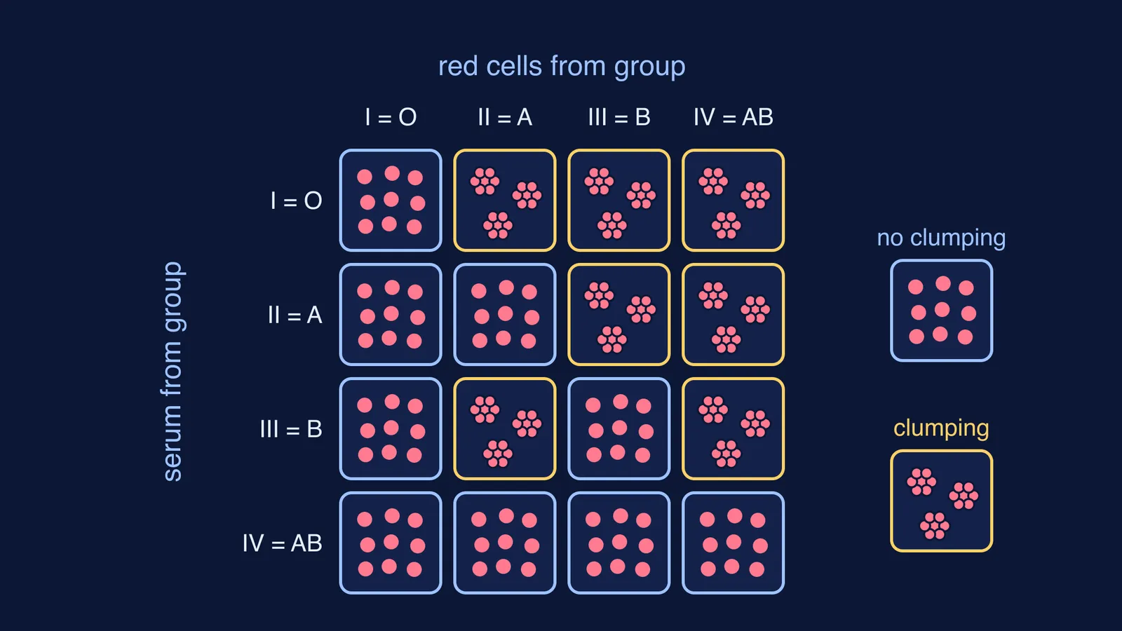 Four-by-four grid showing which blood group sera clump which red cells