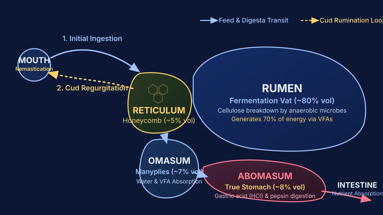 Four chambers of the ruminant stomach showing the cyclic rumination pathway of cud