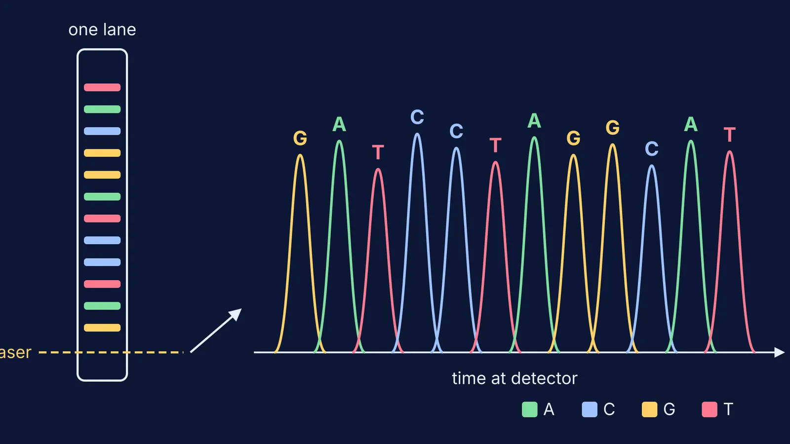 Four-colour DNA bands in one gel lane read by a laser into peaks