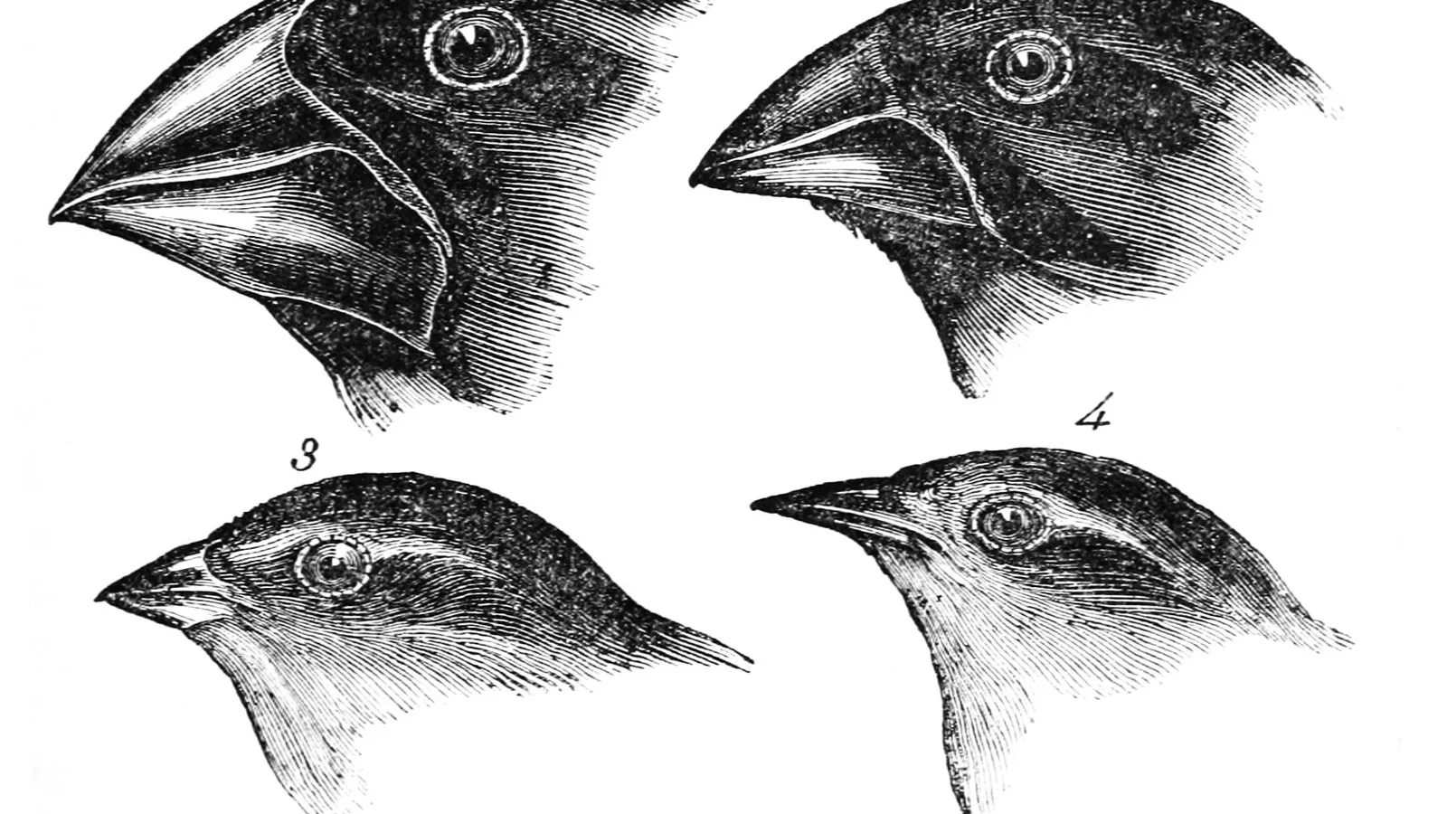 Four finches with different beak shapes