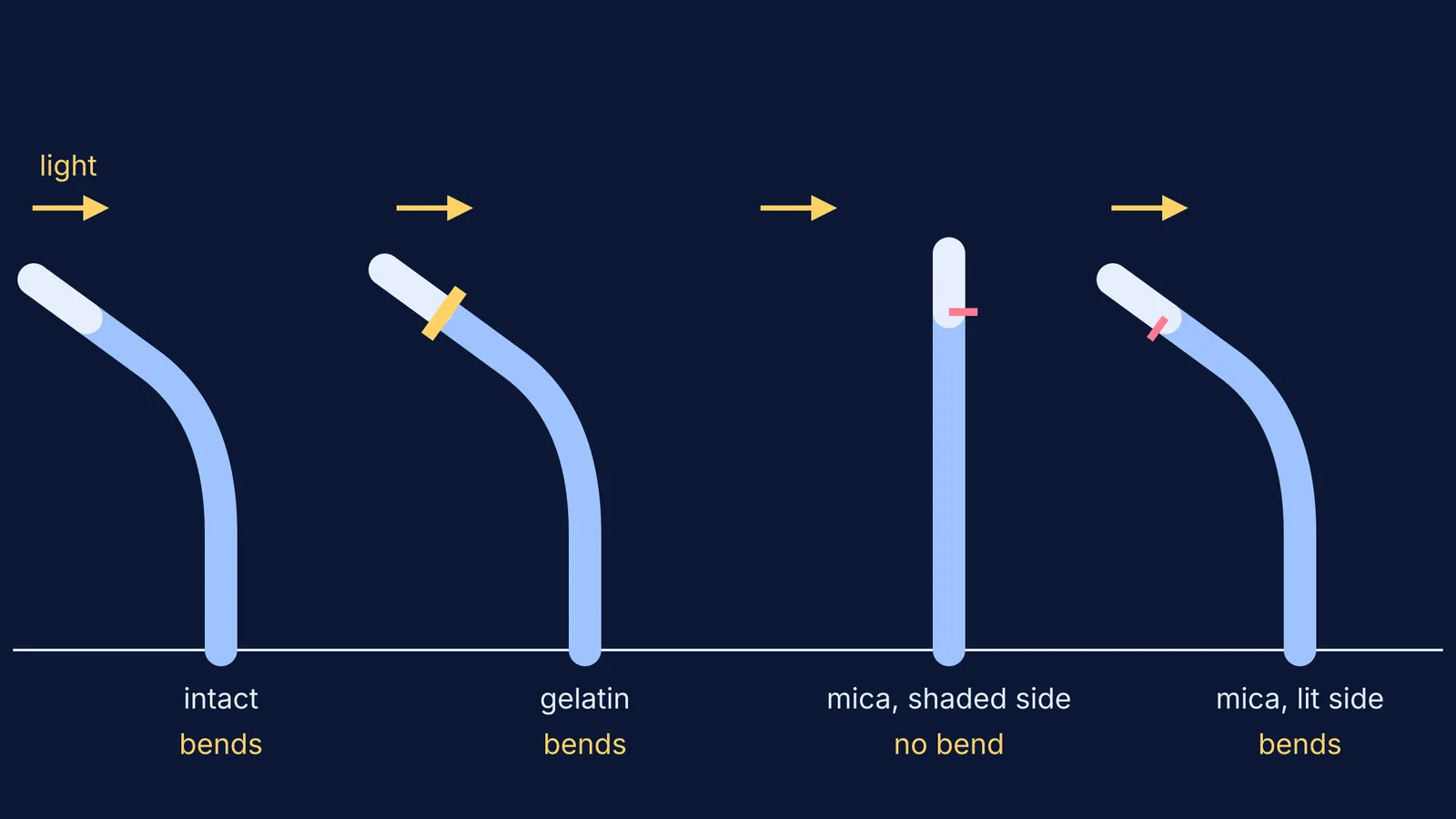 Four oat seedlings lit from the left, showing which barriers stop bending