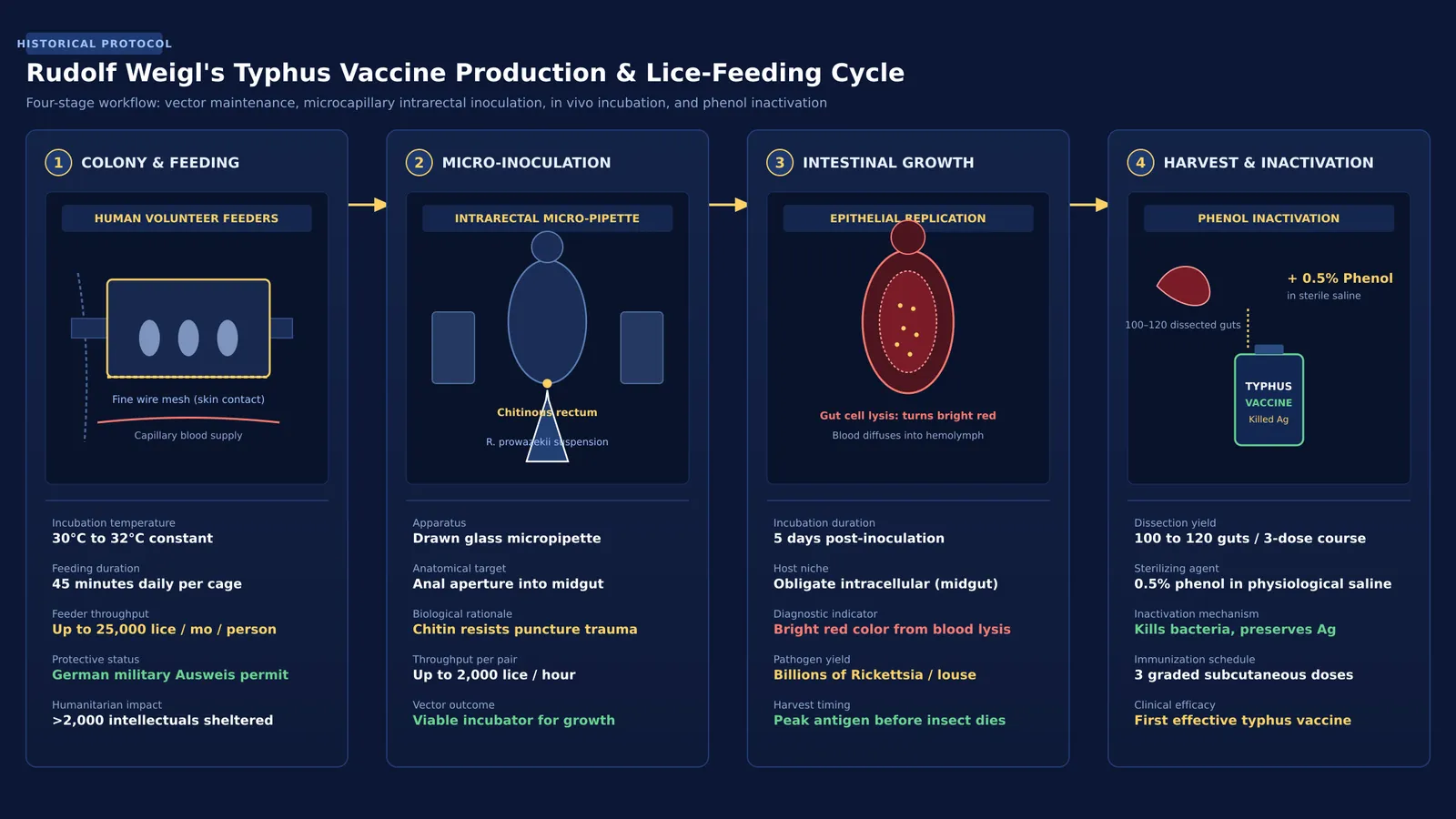 Four-stage diagram of Rudolf Weigl's typhus vaccine production using lice and human feeders.