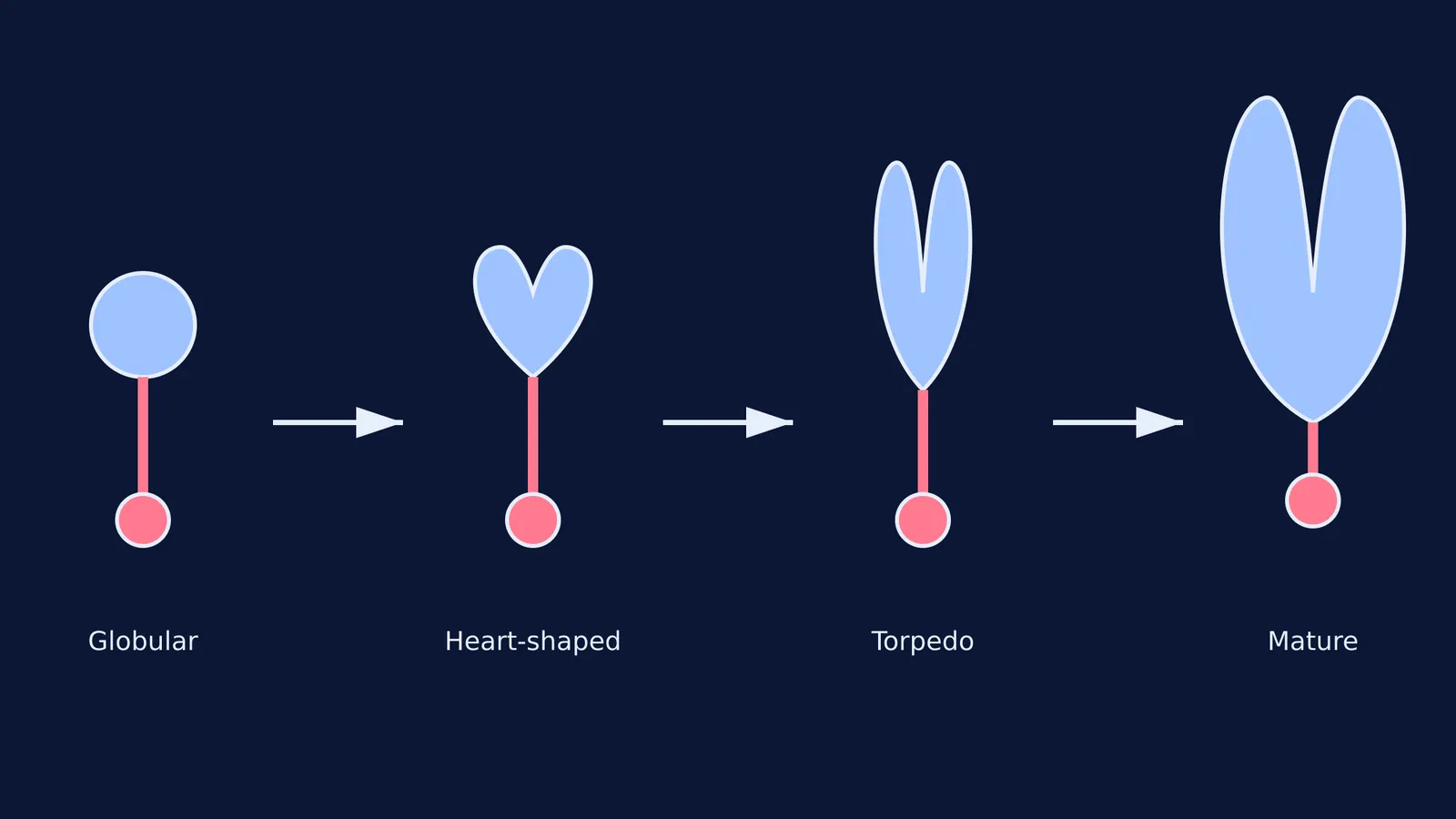 Four stages of dicot embryo development: globular, heart-shaped, torpedo, and mature.
