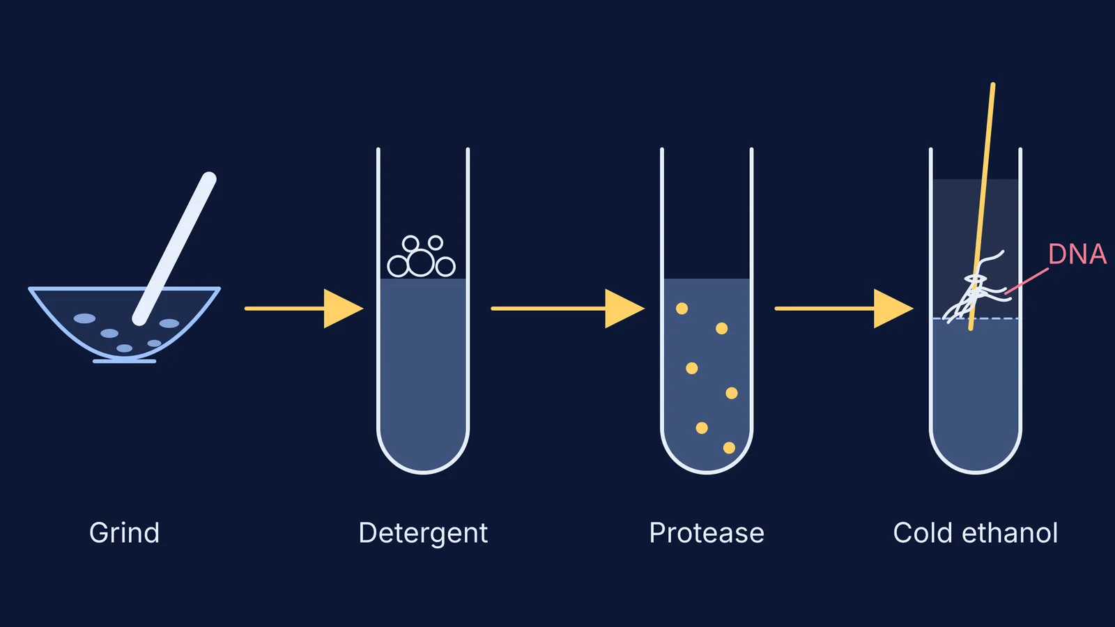 Four-step diagram: grinding, detergent, protease, then DNA spooled from ethanol layer