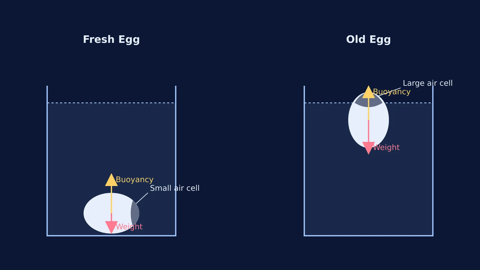 Fresh egg sinks while an older egg with a large air cell floats.