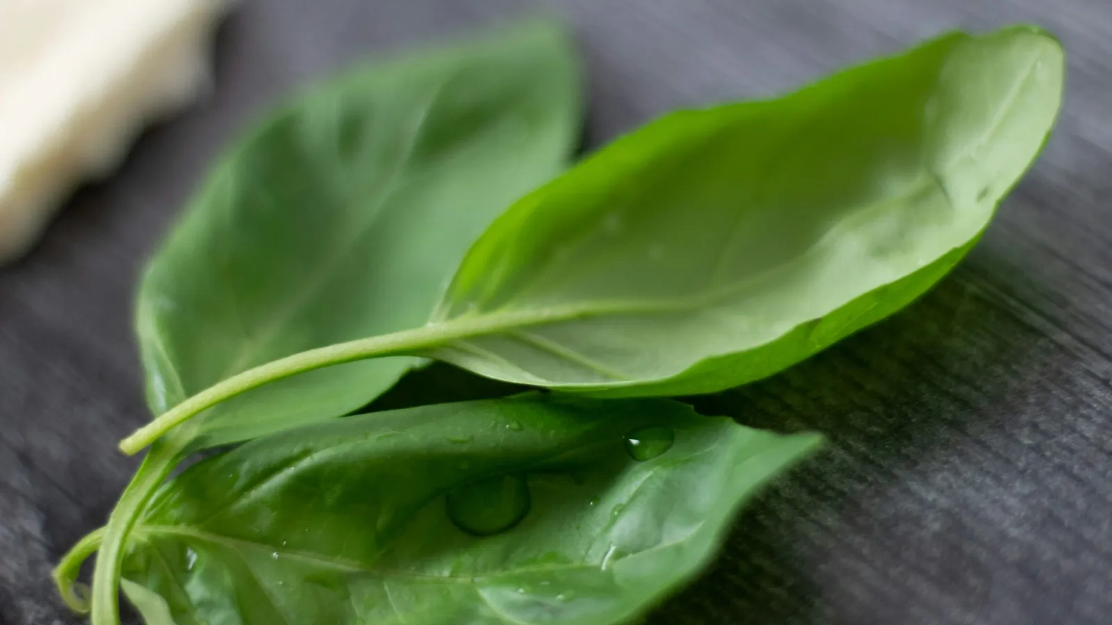 Fresh green spinach leaves