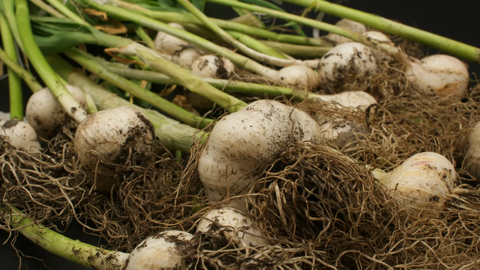 Fresh onions with roots and green stalks